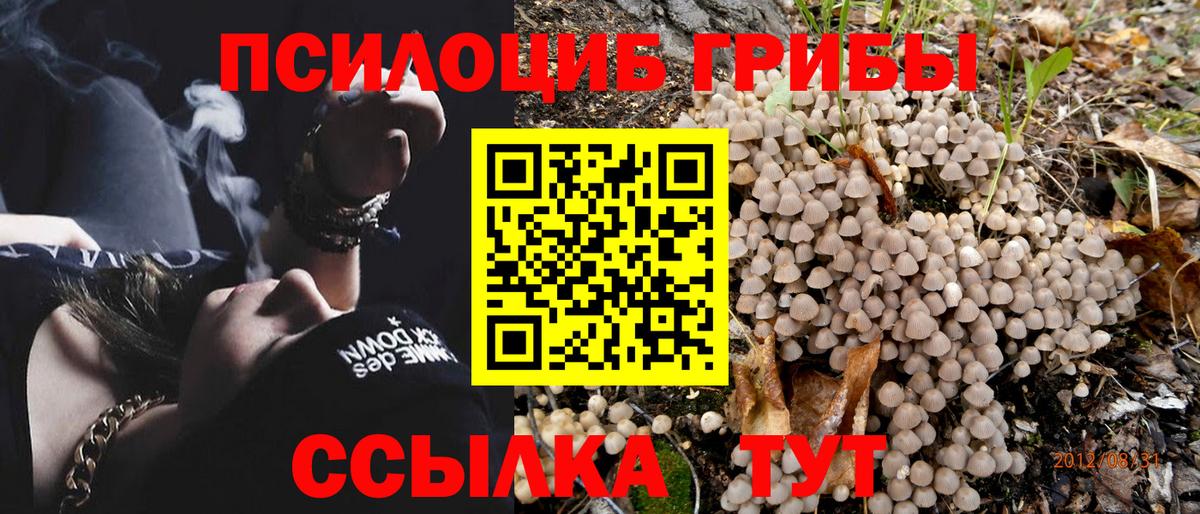 Обнинск  наркотики  Вход с VPN  Псилоцибиновые грибы Psilocybine cubensis 